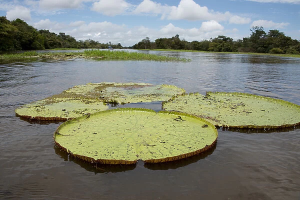 Brazil, Amazon, Valeria River, Boca da Valeria. Giant Amazon lily pads