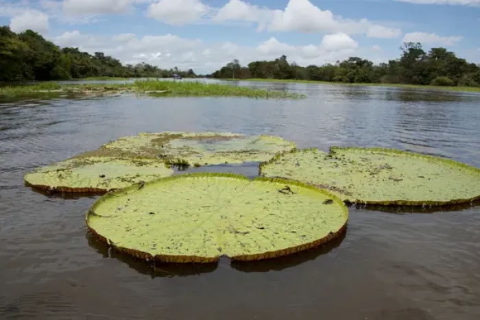 Framed Print : Brazil, Amazon, Valeria River, Boca da Valeria. Giant Amazon lily pads Framed Print : Brazil, Amazon, Valeria River, Boca da Valeria. Giant Amazon lily pads