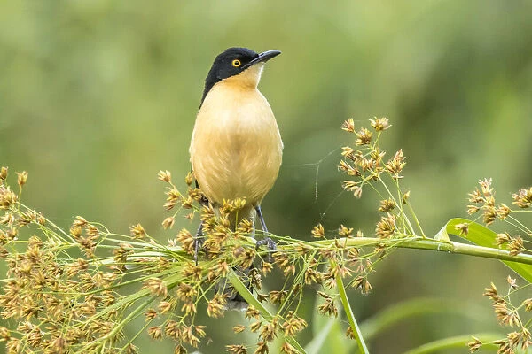 Brazil, Pantanal. Black-capped donacobius bird close-up