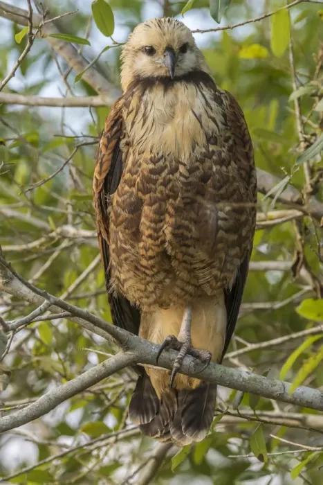 Framed Print : Brazil, Pantanal. Black-collared hawk in tree. Credit as Framed Print : Brazil, Pantanal. Black-collared hawk in tree. Credit as