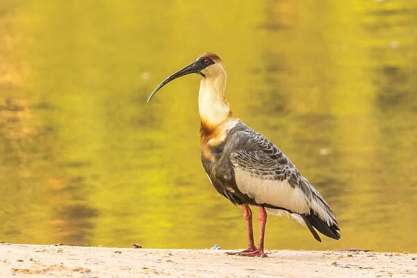 Brazil, Pantanal. Buff-necked ibis on beach. Credit as: Cathy & Gordon Illg  /  Jaynes