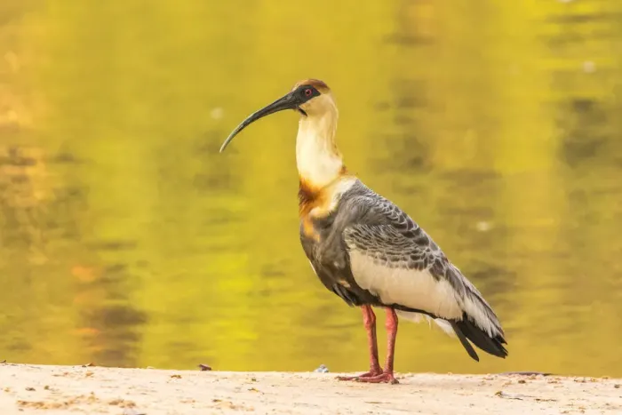 Framed Print : Brazil, Pantanal. Buff-necked ibis on beach. Credit as: Cathy & Gordon Illg / Jaynes Framed Print : Brazil, Pantanal. Buff-necked ibis on beach. Credit as: Cathy & Gordon Illg / Jaynes
