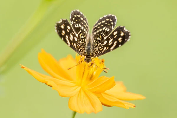 Brazil, Pantanal. Butterfly on flower. Credit as: Cathy & Gordon Illg  /  Jaynes Gallery  / 