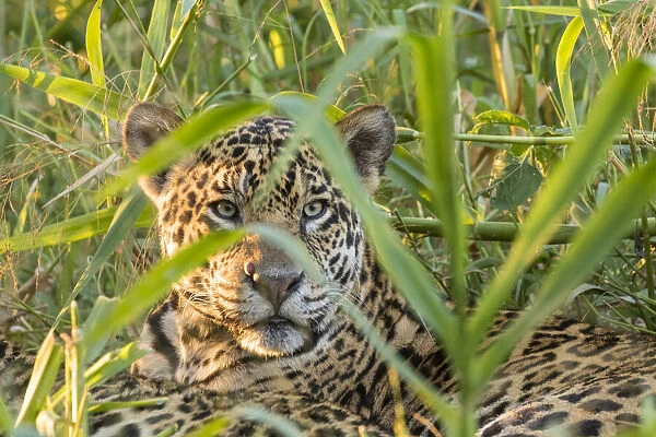 Brazil, Pantanal. Close-up of jaguar. Credit as: Cathy & Gordon Illg  /  Jaynes Gallery  / 