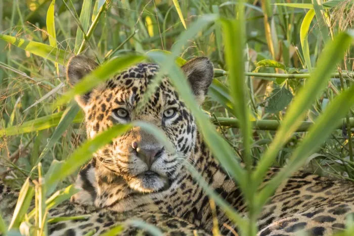 Framed Print : Brazil, Pantanal. Close-up of jaguar. Credit as: Cathy & Gordon Illg / Jaynes Gallery / Framed Print : Brazil, Pantanal. Close-up of jaguar. Credit as: Cathy & Gordon Illg / Jaynes Gallery /