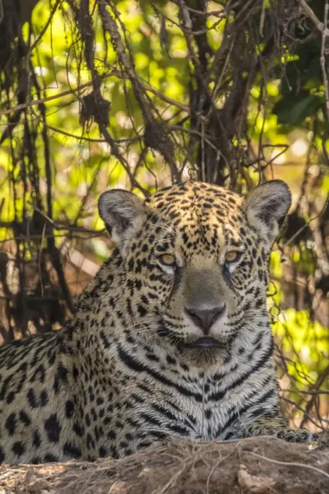 Framed Print : Brazil, Pantanal. Close-up of jaguar. Credit as: Cathy & Gordon Illg / Jaynes Gallery / Framed Print : Brazil, Pantanal. Close-up of jaguar. Credit as: Cathy & Gordon Illg / Jaynes Gallery /