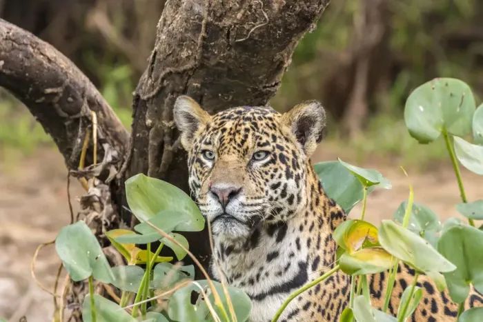 Framed Print : Brazil, Pantanal. Close-up of jaguar. Credit as: Cathy & Gordon Illg  /  Jaynes Gallery  / 