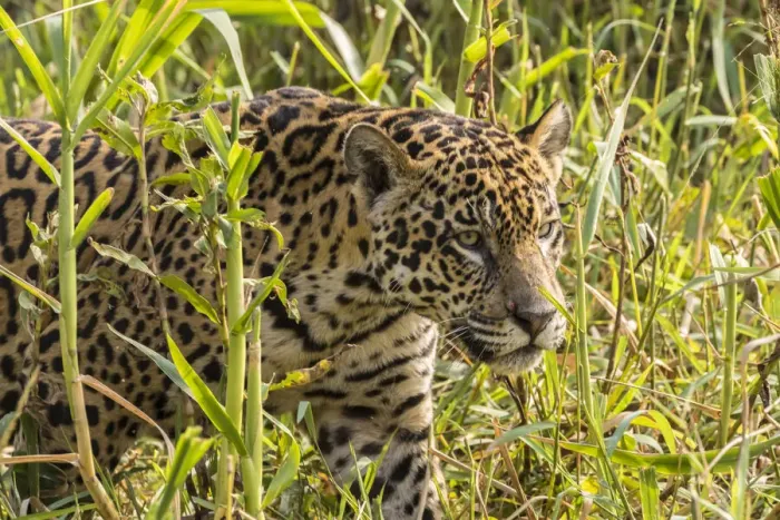 Framed Print : Brazil, Pantanal. Close-up of jaguar. Credit as: Cathy & Gordon Illg / Jaynes Gallery / Framed Print : Brazil, Pantanal. Close-up of jaguar. Credit as: Cathy & Gordon Illg / Jaynes Gallery /