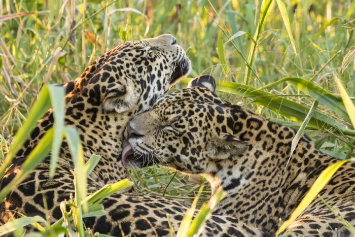 Framed Print : Brazil, Pantanal. Close-up of jaguars grooming. Credit as