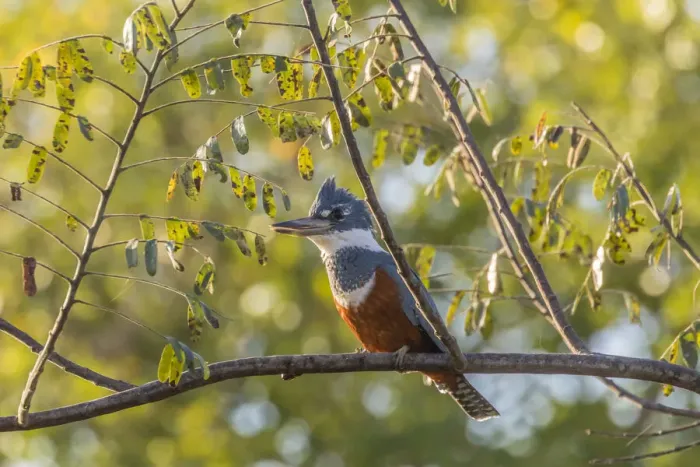 Framed Print : Brazil, Pantanal. Close-up of ringed kingfisher. Credit as