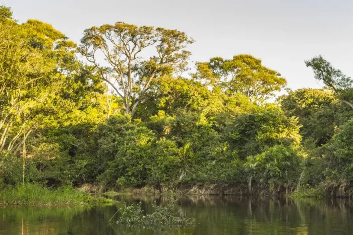 Framed Print : Brazil, Pantanal. Cuiaba River landscape. Credit as: Cathy & Gordon Illg  /  Jaynes Gallery