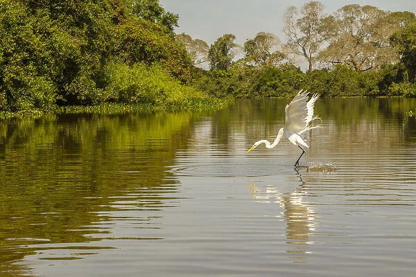Brazil, Pantanal. Great egret fishing. Credit as: Cathy & Gordon Illg  /  Jaynes Gallery  / 
