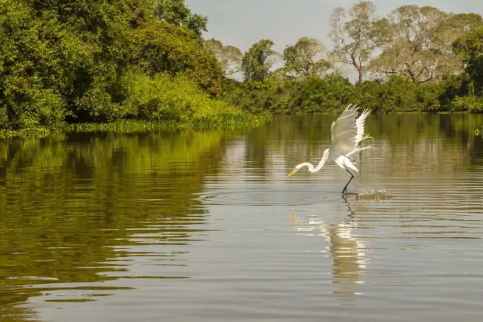 Framed Print : Brazil, Pantanal. Great egret fishing. Credit as: Cathy & Gordon Illg  /  Jaynes Gallery  / 