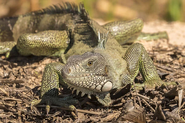 Brazil, Pantanal. Green iguana. Credit as: Cathy & Gordon Illg  /  Jaynes Gallery  / 
