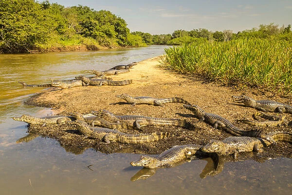 Brazil, Pantanal. Group of jacare caiman reptiles and river