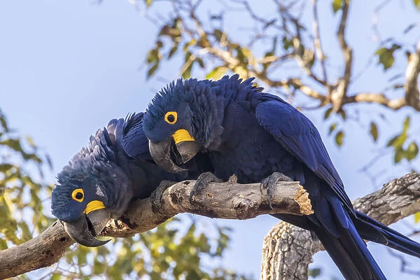 Brazil, Pantanal. Hyacinth macaw pair in tree. Credit as