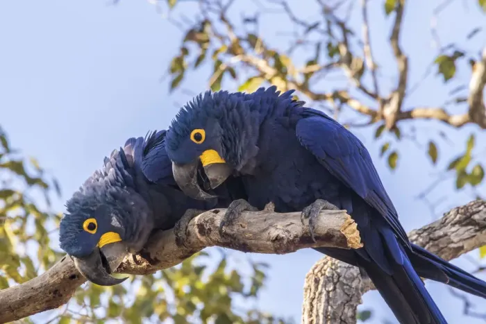 Framed Print : Brazil, Pantanal. Hyacinth macaw pair in tree. Credit as Framed Print : Brazil, Pantanal. Hyacinth macaw pair in tree. Credit as