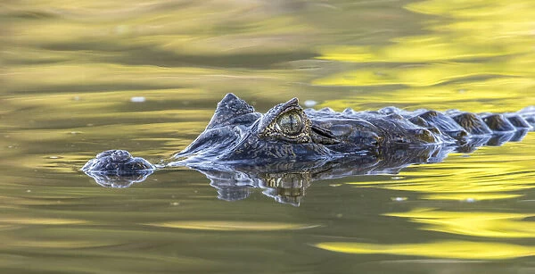Brazil, Pantanal. Jacare caiman reptile in water. Credit as
