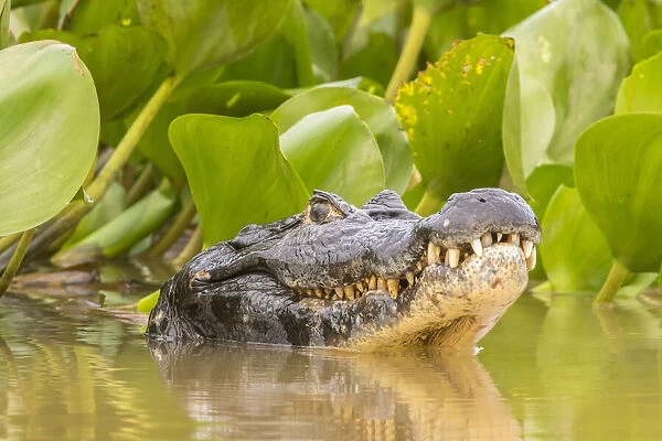 Brazil, Pantanal. Jacare caiman reptile in water. Credit as
