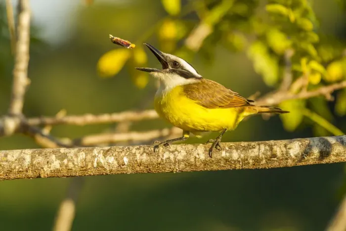 Framed Print : Brazil, Pantanal. Kiskadee feeding. Credit as: Cathy & Gordon Illg / Jaynes Gallery / Framed Print : Brazil, Pantanal. Kiskadee feeding. Credit as: Cathy & Gordon Illg / Jaynes Gallery /