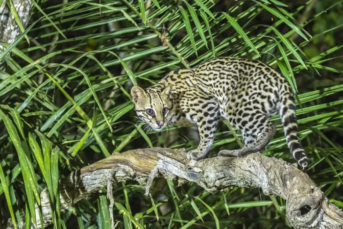 Framed Print : Brazil, Pantanal. Ocelot on tree branch. Credit as: Cathy & Gordon Illg / Jaynes Gallery Framed Print : Brazil, Pantanal. Ocelot on tree branch. Credit as: Cathy & Gordon Illg / Jaynes Gallery