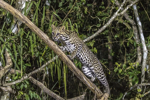 Brazil, Pantanal. Ocelot on tree branch. Credit as: Cathy & Gordon Illg  /  Jaynes Gallery
