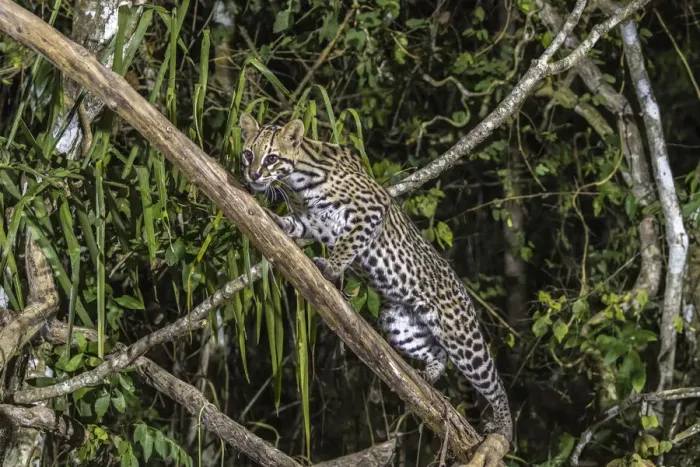 Framed Print : Brazil, Pantanal. Ocelot on tree branch. Credit as: Cathy & Gordon Illg  /  Jaynes Gallery
