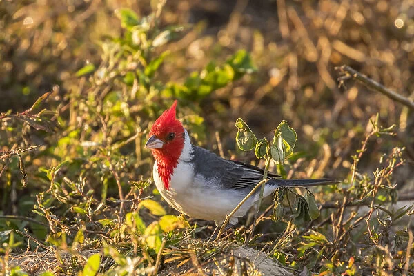 Brazil, Pantanal. Red-crested cardinal Credit as: Cathy & Gordon Illg  /  Jaynes Gallery  / 