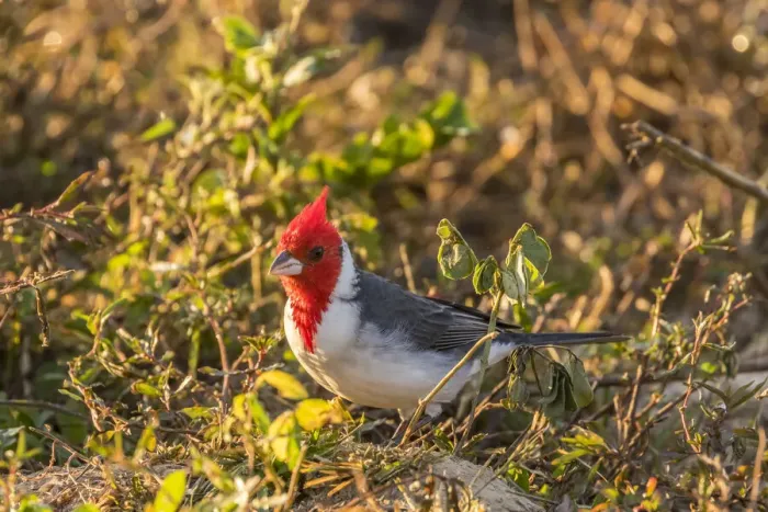 Framed Print : Brazil, Pantanal. Red-crested cardinal Credit as: Cathy & Gordon Illg / Jaynes Gallery / Framed Print : Brazil, Pantanal. Red-crested cardinal Credit as: Cathy & Gordon Illg / Jaynes Gallery /