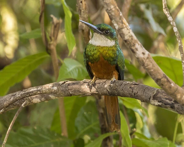 Brazil, Pantanal. Rufous-tailed jacamar bird on limb. Credit as