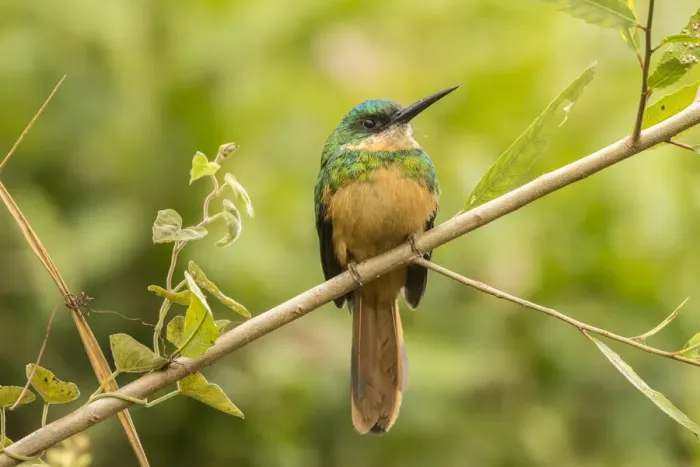 Framed Print : Brazil, Pantanal. Rufous-tailed jacamar bird close-up. Credit as