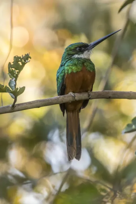 Framed Print : Brazil, Pantanal. Rufous-tailed jacamar bird on limb. Credit as Framed Print : Brazil, Pantanal. Rufous-tailed jacamar bird on limb. Credit as