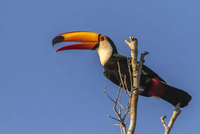 Framed Print : Brazil, Pantanal. Toco toucan bird close-up. Credit as: Cathy & Gordon Illg / Jaynes Framed Print : Brazil, Pantanal. Toco toucan bird close-up. Credit as: Cathy & Gordon Illg / Jaynes