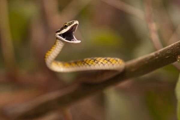 Brazil, Pantanal. Vine Snake (Oxybelis aeneus) defensive posture