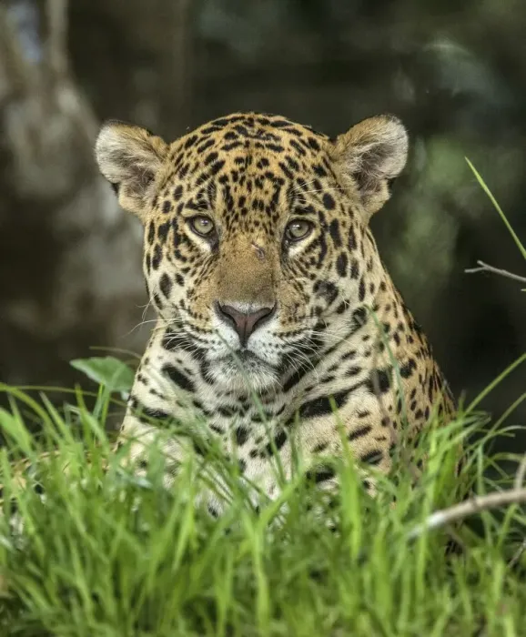 Framed Print : Brazil, Pantanal. Wild jaguar close-up Framed Print : Brazil, Pantanal. Wild jaguar close-up
