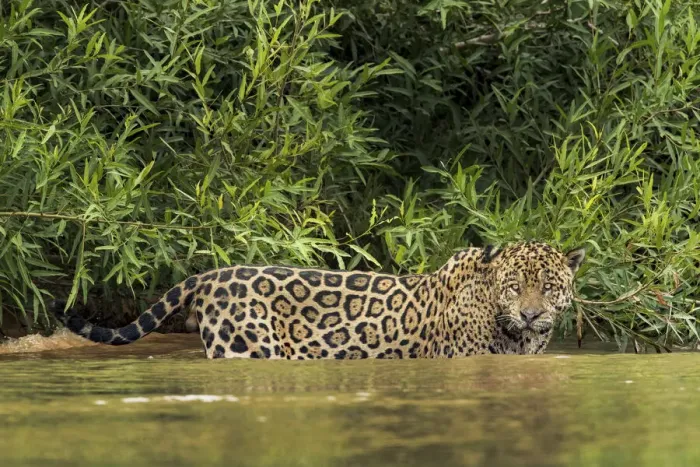Framed Print : Brazil, Pantanal. Wild jaguar standing in river water Framed Print : Brazil, Pantanal. Wild jaguar standing in river water