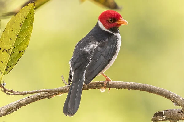 Brazil, Pantanal. Yellow-billed cardinal on limb. Credit as