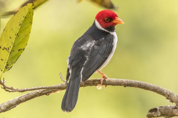 Framed Print : Brazil, Pantanal. Yellow-billed cardinal on limb. Credit as Framed Print : Brazil, Pantanal. Yellow-billed cardinal on limb. Credit as