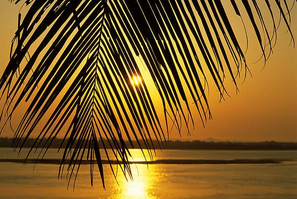 Brazil. Sunset; sky and water painted orange; palm leaf in the foreground