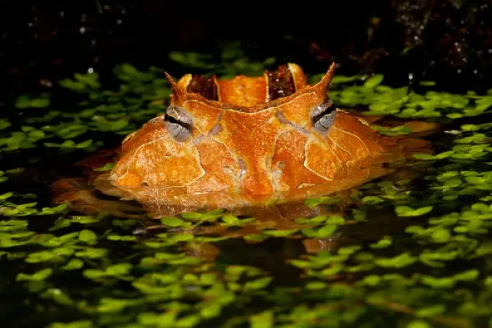 Framed Print : Brazilian Horn Frog, Ceratophrys cornutus, Native to Eastern South America, Mainly Brazil Framed Print : Brazilian Horn Frog, Ceratophrys cornutus, Native to Eastern South America, Mainly Brazil