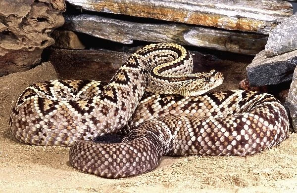Brazilian Rattlesnake, Crotalus durissus dryinus, Native to Guyana, Surinam & Brazil
