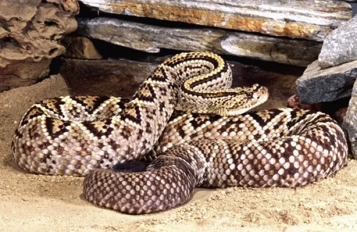 Framed Print : Brazilian Rattlesnake, Crotalus durissus dryinus, Native to Guyana, Surinam & Brazil Framed Print : Brazilian Rattlesnake, Crotalus durissus dryinus, Native to Guyana, Surinam & Brazil