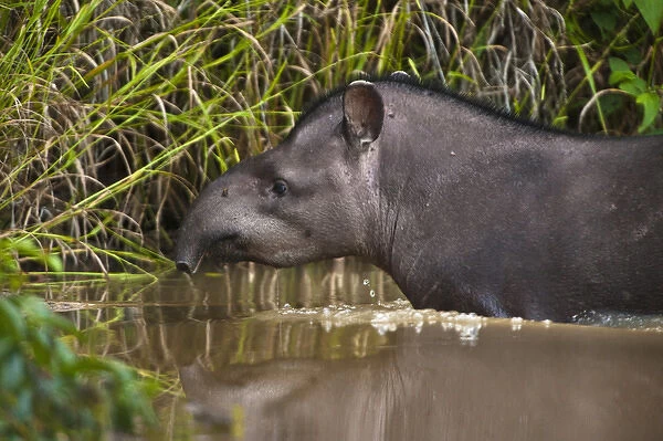 Brazilian Tapir (Tapirus terrestris) Iwokrama Forest Reserve GUYANA