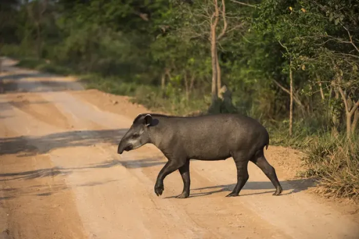 Framed Print : Brazilian Tapir (Tapirus terrestris), Northern Pantanal, Mato Grosso, Brazil Framed Print : Brazilian Tapir (Tapirus terrestris), Northern Pantanal, Mato Grosso, Brazil