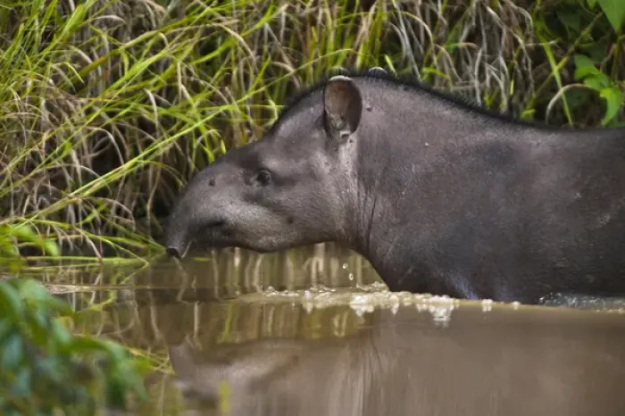 Framed Print : Brazilian Tapir (Tapirus terrestris) Iwokrama Forest Reserve GUYANA