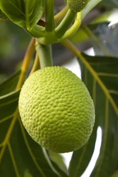 Framed Print : Breadfruit on a tree on the Big Island of Hawaii Framed Print : Breadfruit on a tree on the Big Island of Hawaii
