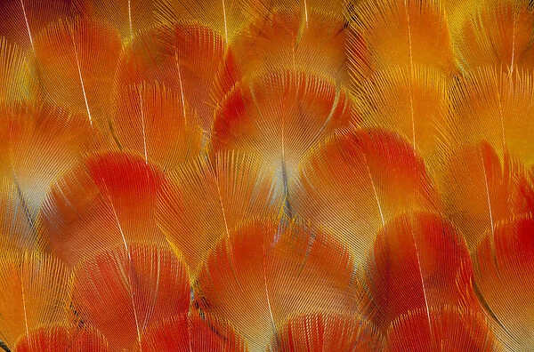 Breast feathers of the Camelot Macaw