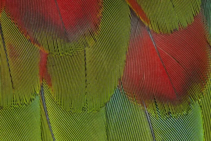 Framed Print : Breast feathers of Harlequin Macaw