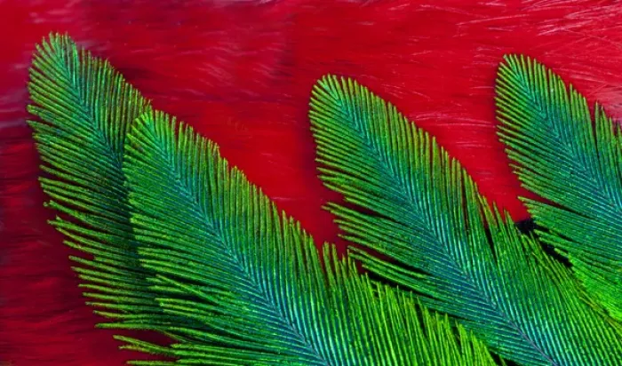 Framed Print : Breast and Wing Feather design of the Resplendent Quetzal Framed Print : Breast and Wing Feather design of the Resplendent Quetzal