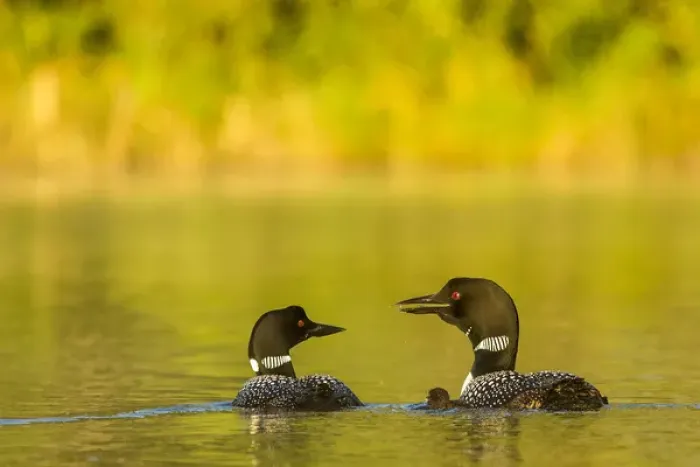 Framed Print : Breeding pair of common loons with newborn chick on Beaver Lake near Whitefish, Montana Framed Print : Breeding pair of common loons with newborn chick on Beaver Lake near Whitefish, Montana
